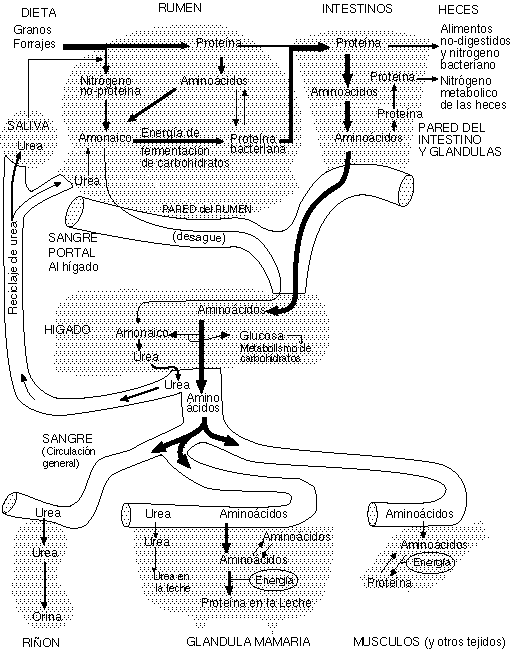 metabolismo de proteinas